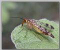Panorpa communis